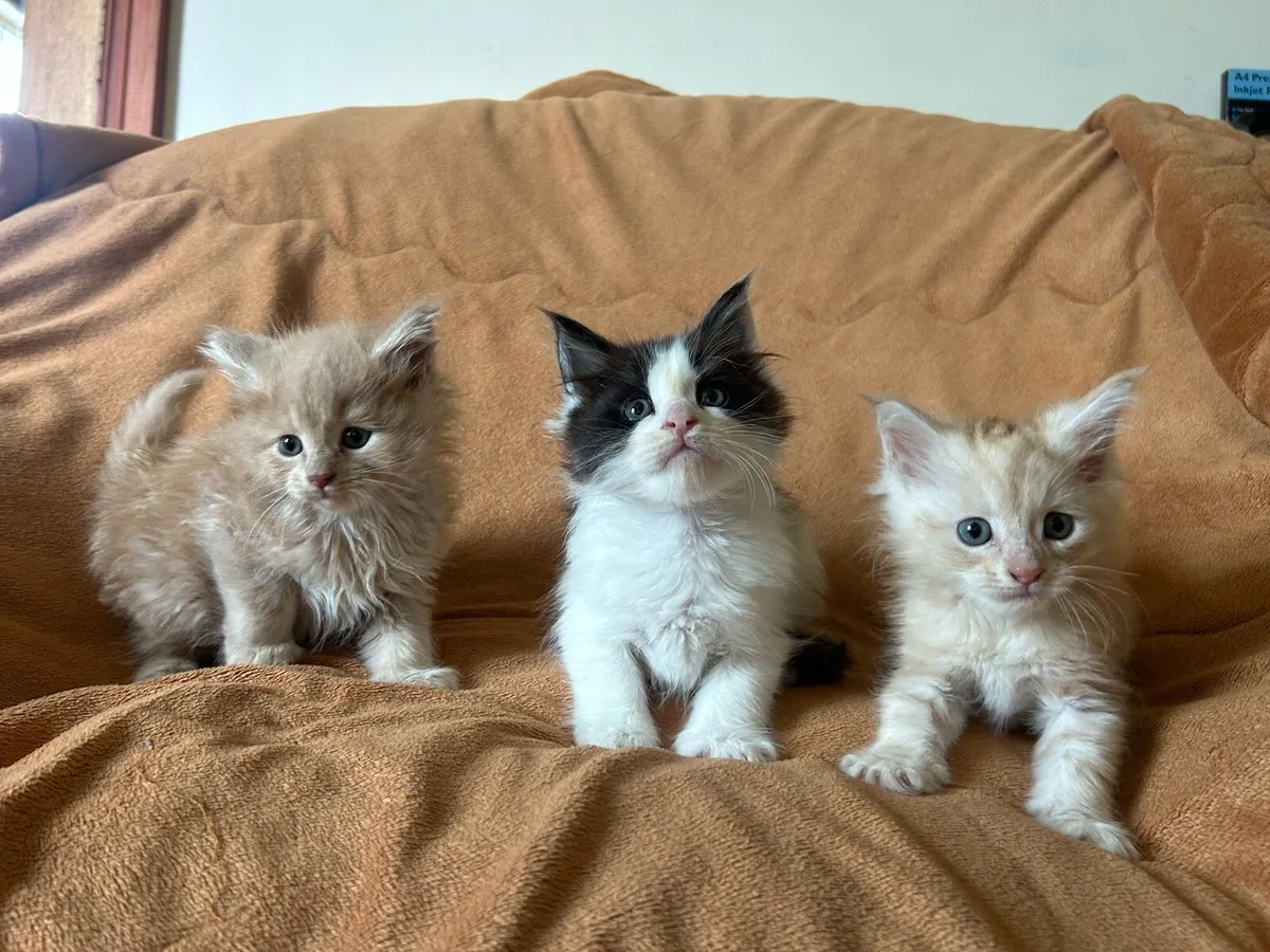 Maine Coon Kittens - Image 3