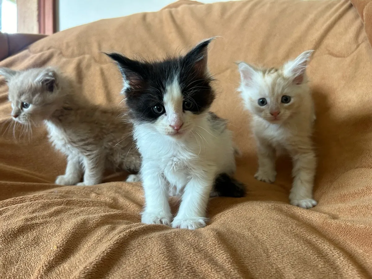 Maine Coon Kittens - Image 4