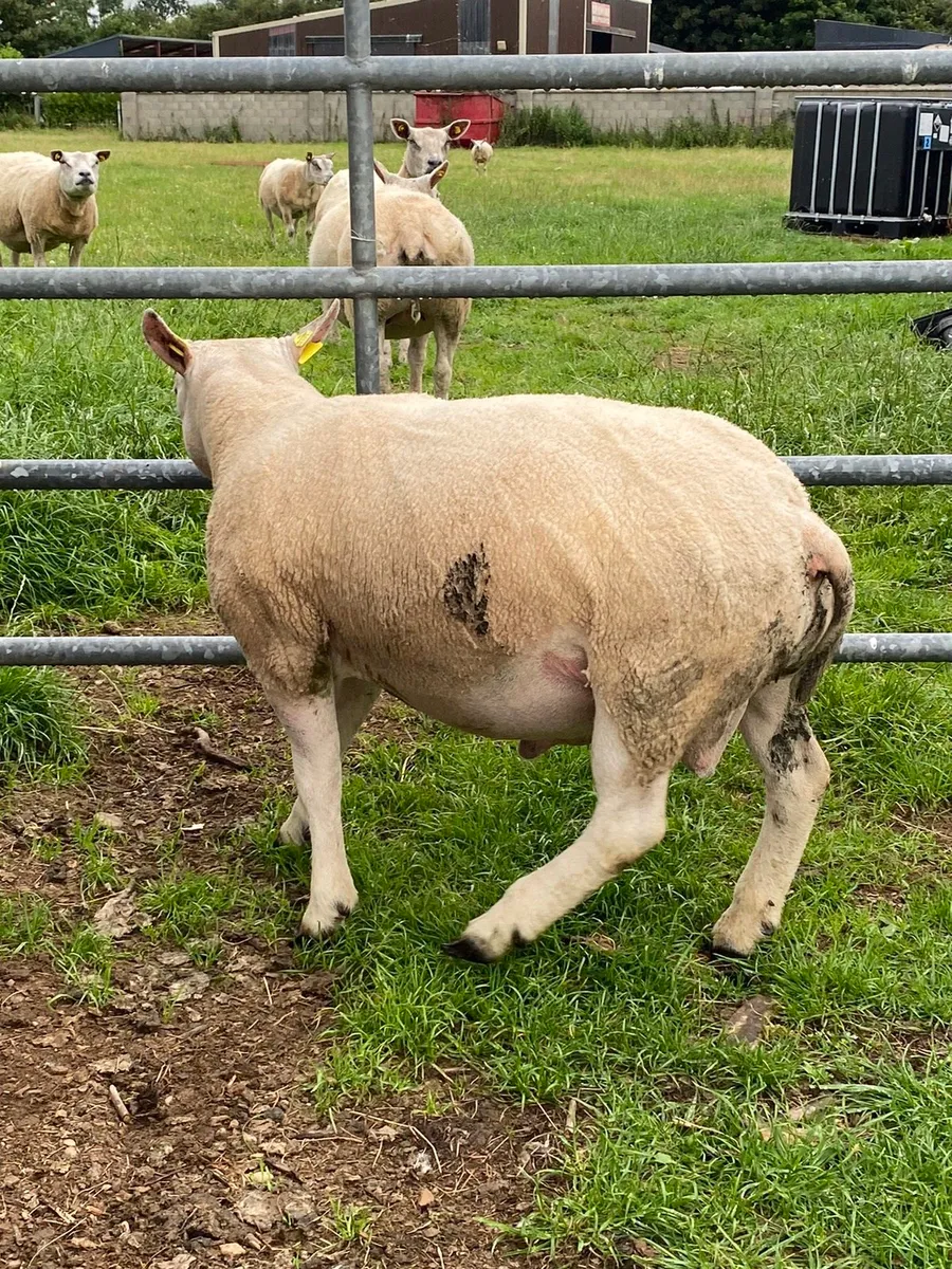 Pbr beltex hogget ram - Image 1