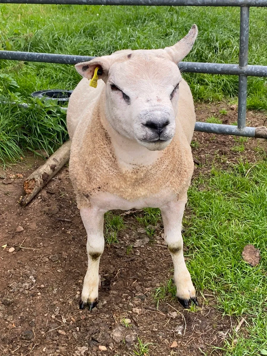 Pbr beltex hogget ram - Image 2