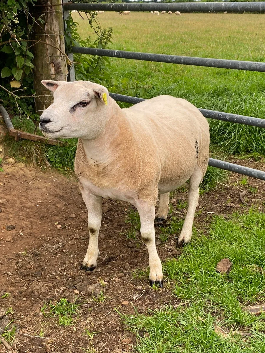 Pbr beltex hogget ram - Image 3