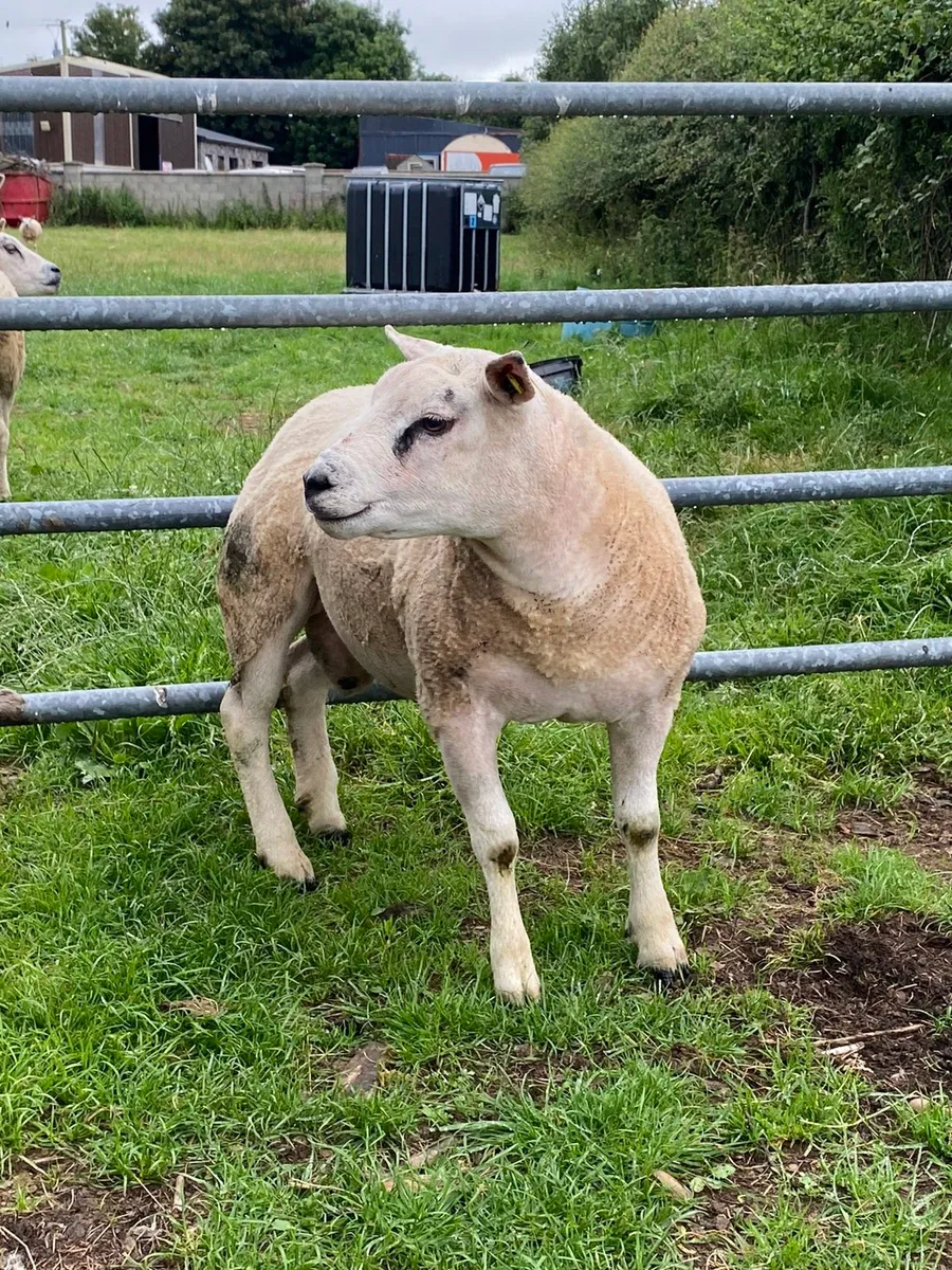 Pbr beltex hogget ram - Image 4