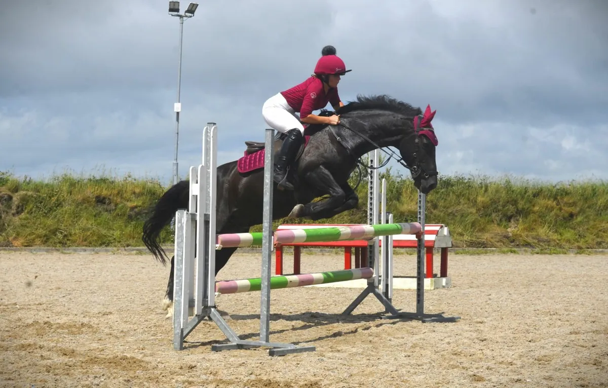 Black 14.2 Gelding - Image 1