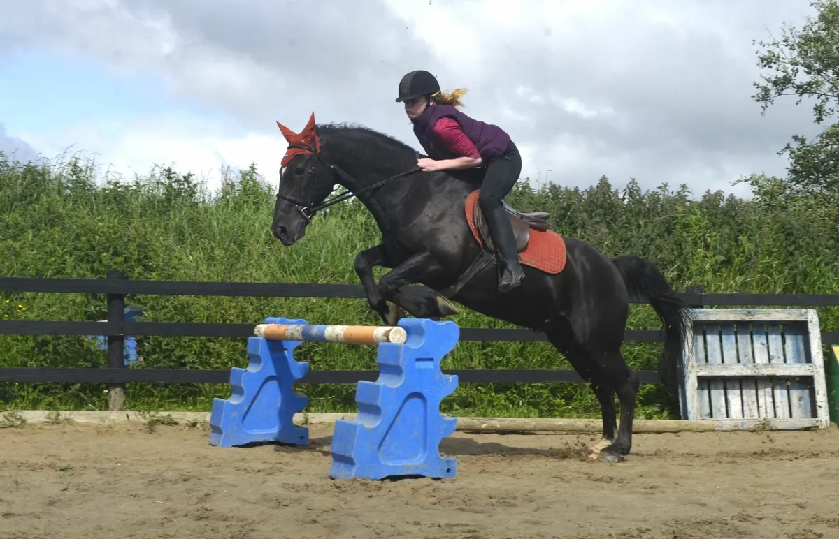 Black 14.2 Gelding - Image 2