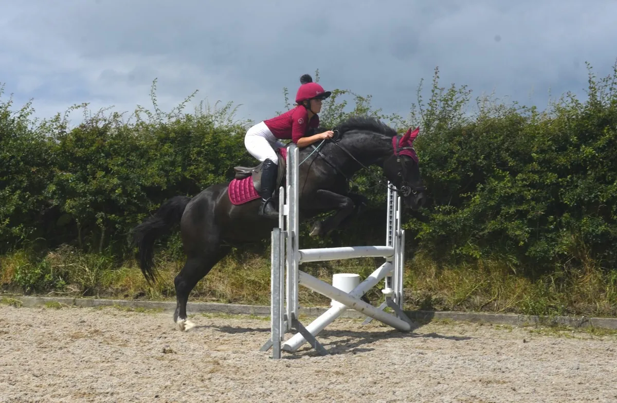 Black 14.2 Gelding - Image 3
