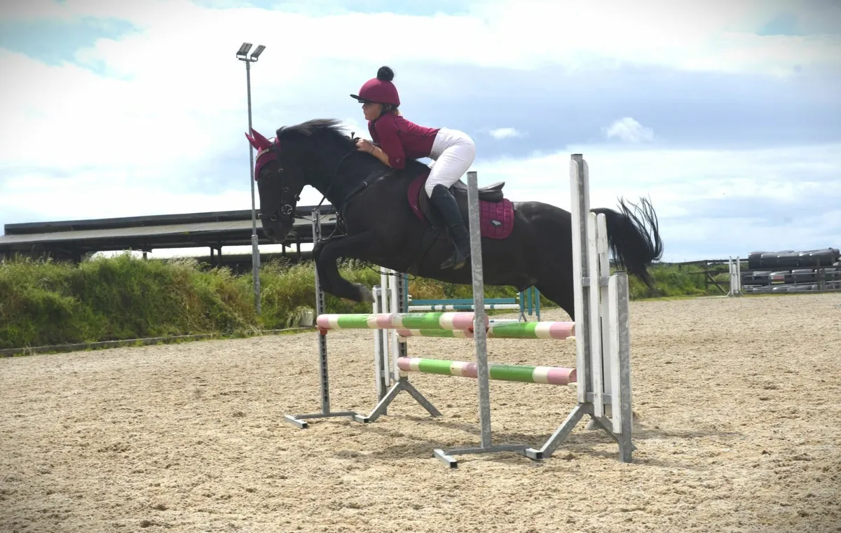 Black 14.2 Gelding - Image 4