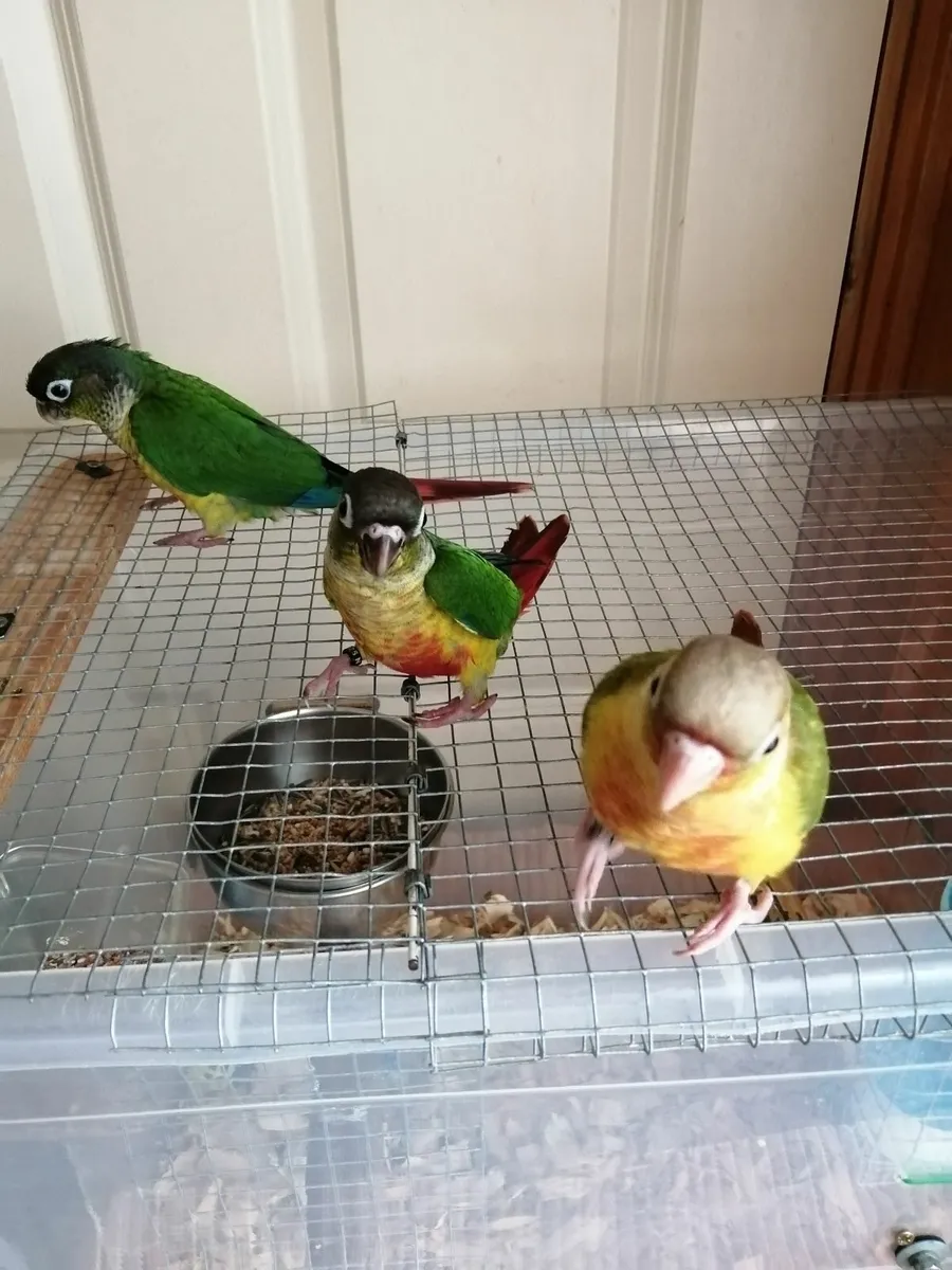 Hand fed conure, cockatiel - Image 1