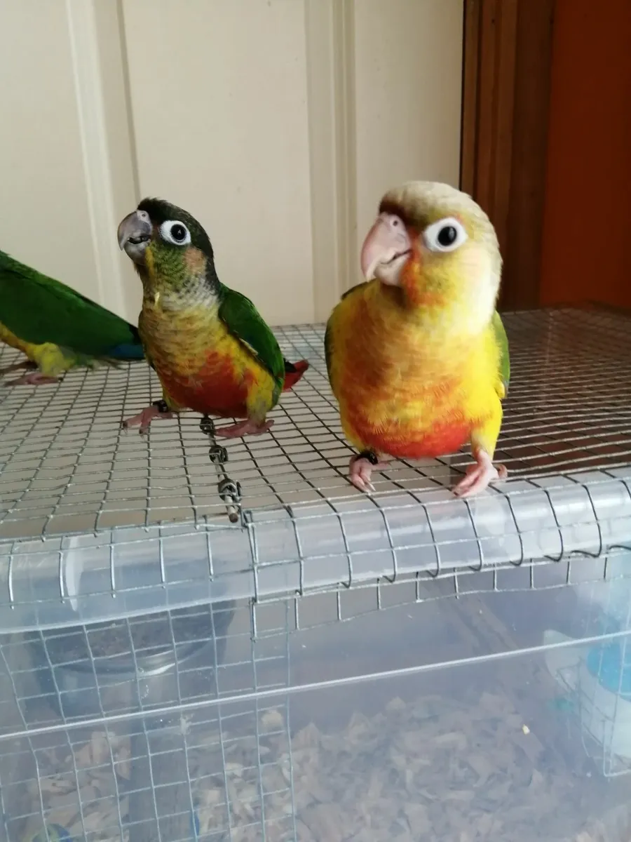 Hand fed conure, cockatiel - Image 2
