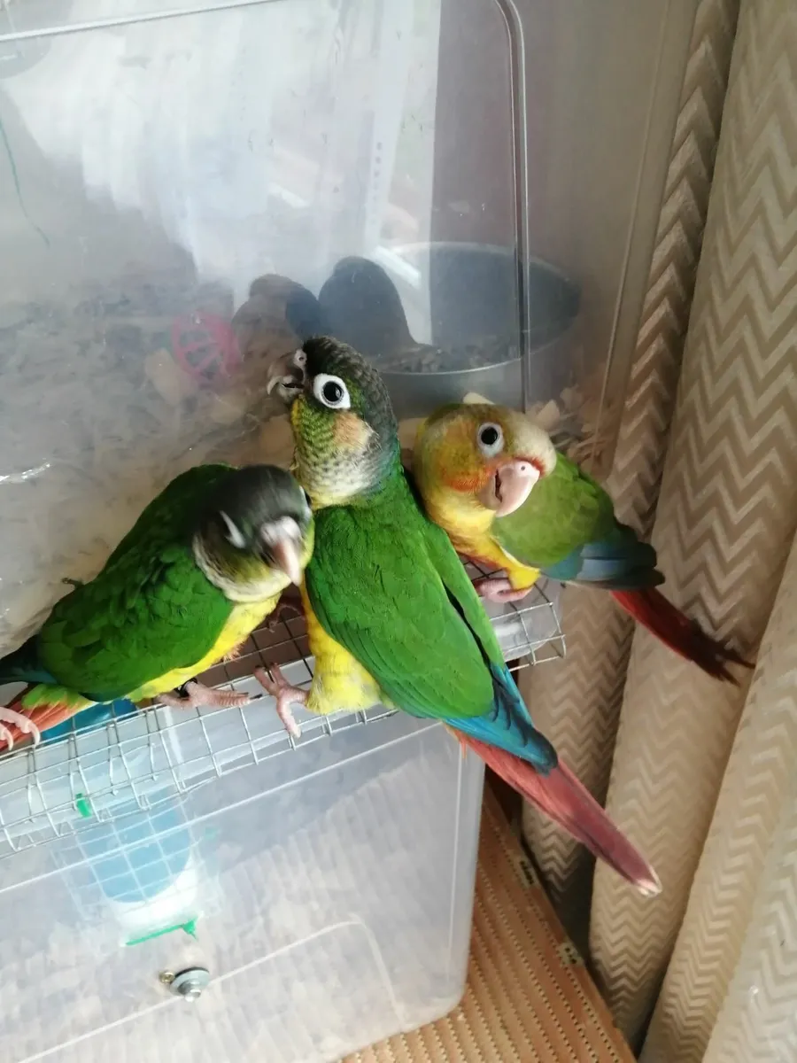 Hand fed conure, cockatiel - Image 3