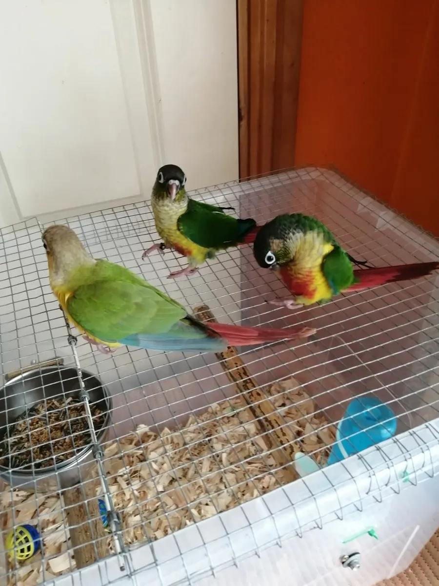 Hand fed conure, cockatiel - Image 4