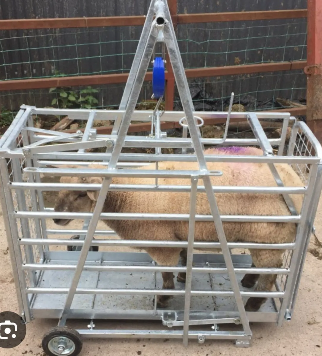Sheep lamb weight crate scales
