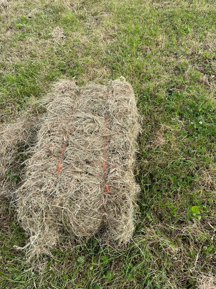Small bales of hay - Image 2