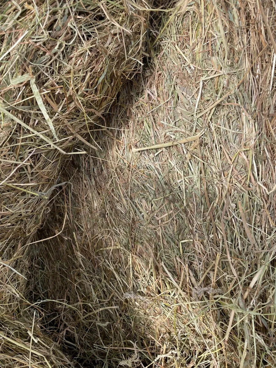 Small bales of hay - Image 4