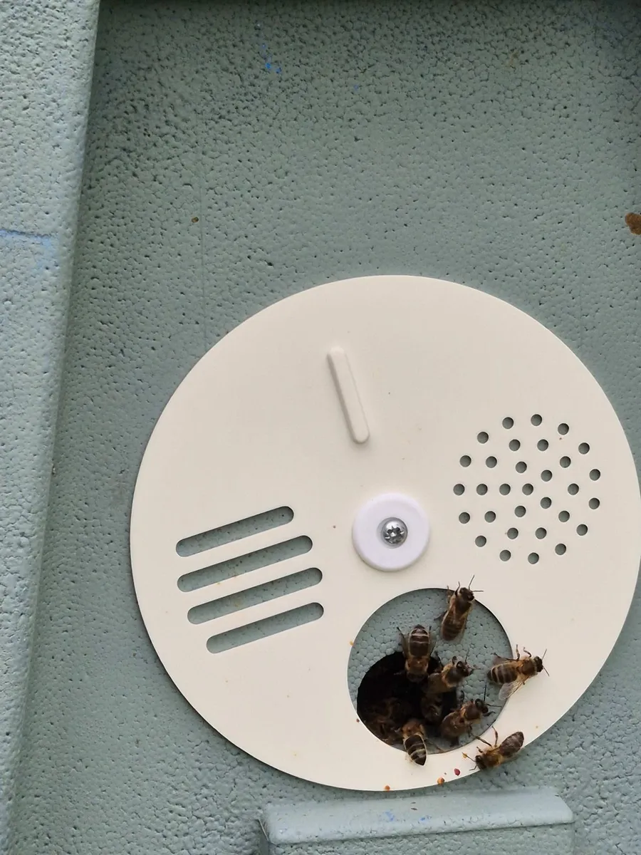 Nucs of native irish honeybees - Image 1