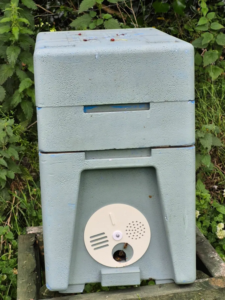 Nucs of native irish honeybees - Image 2