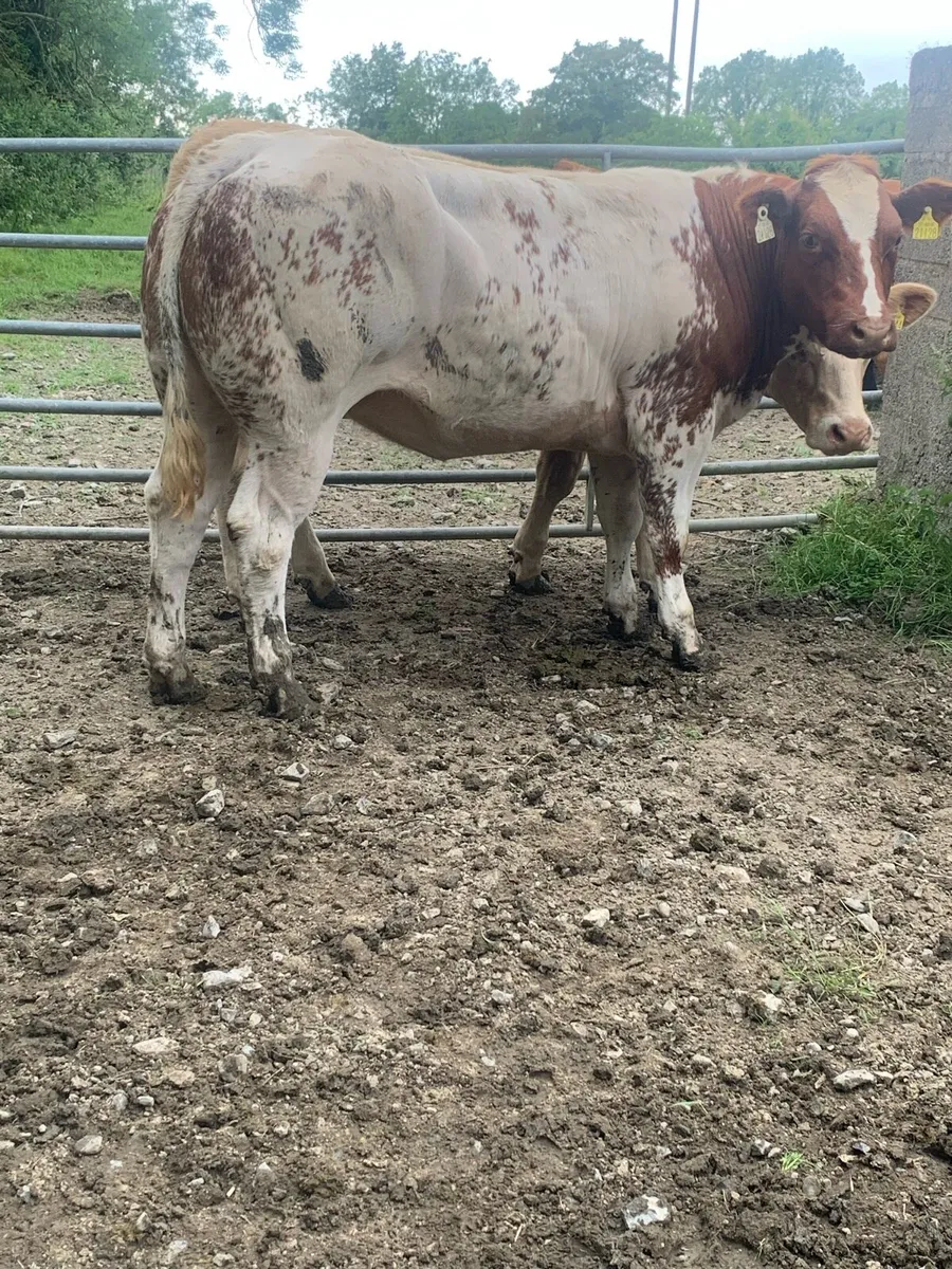 BB Breeding heifer - Image 2