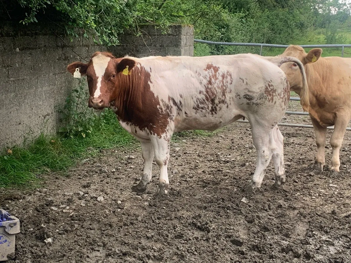 BB Breeding heifer - Image 3
