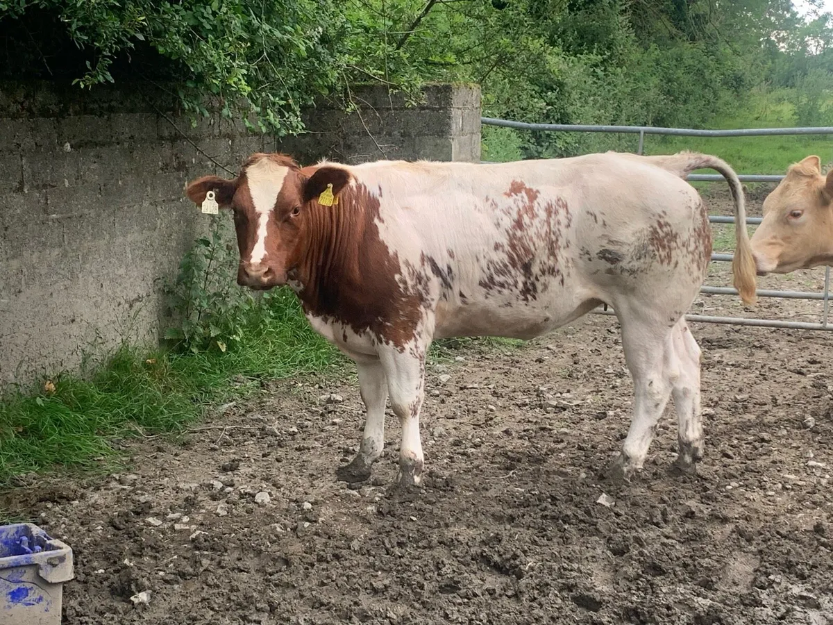 BB Breeding heifer - Image 4