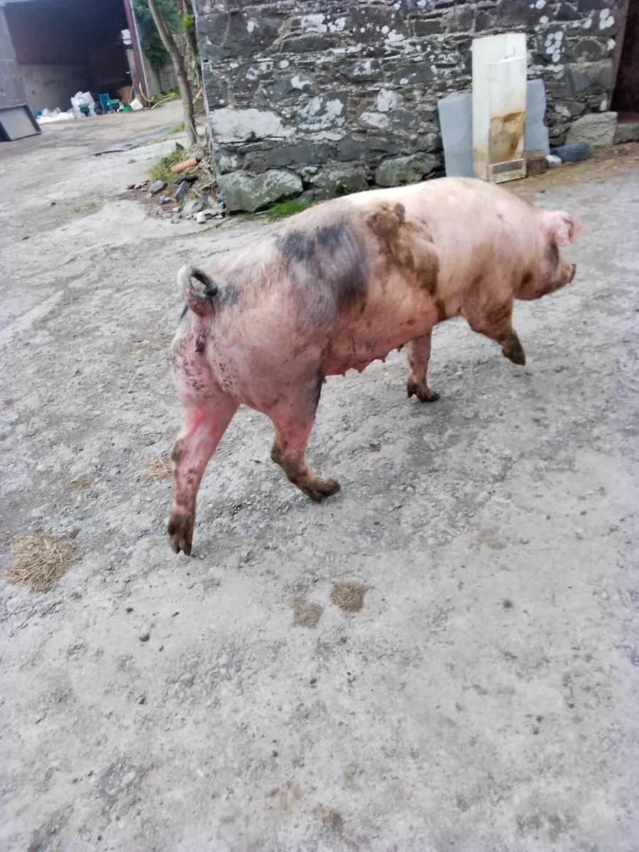 Sows - Image 1