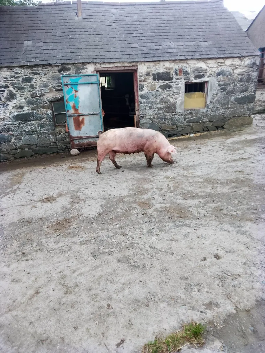 Sows - Image 2