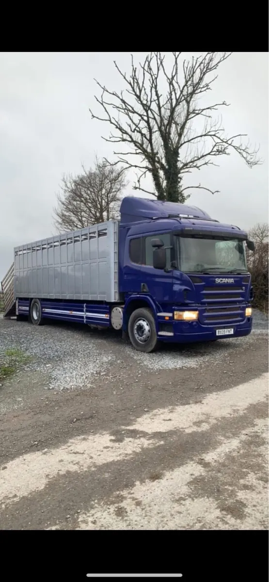 Scania P310 Cattle truck - Image 4