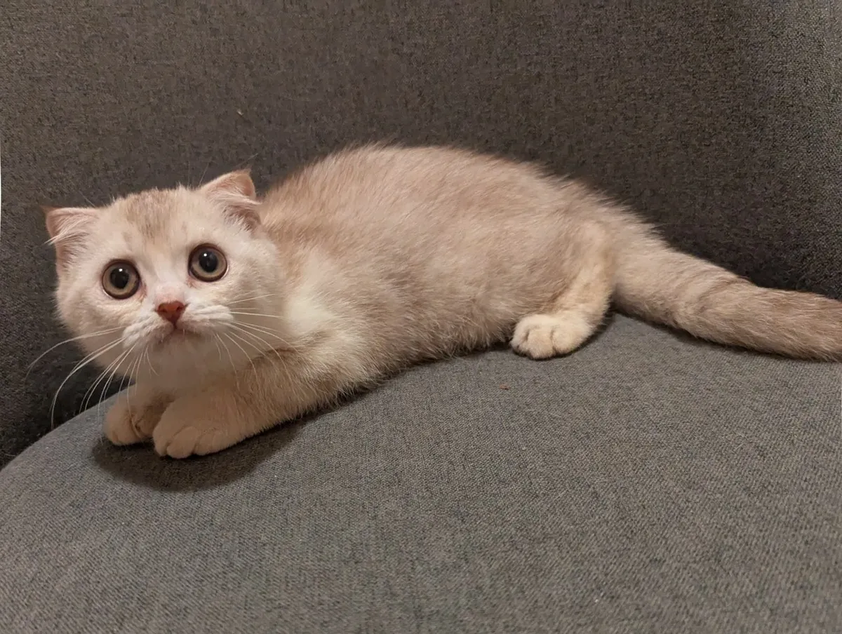 Silver Scottish Fold Short Hair kitten - Image 2