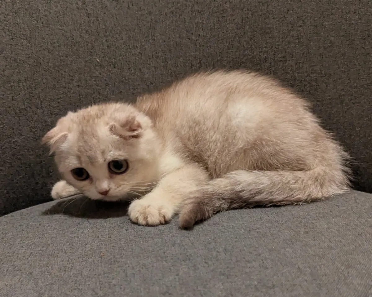 Silver Scottish Fold Short Hair kitten - Image 3