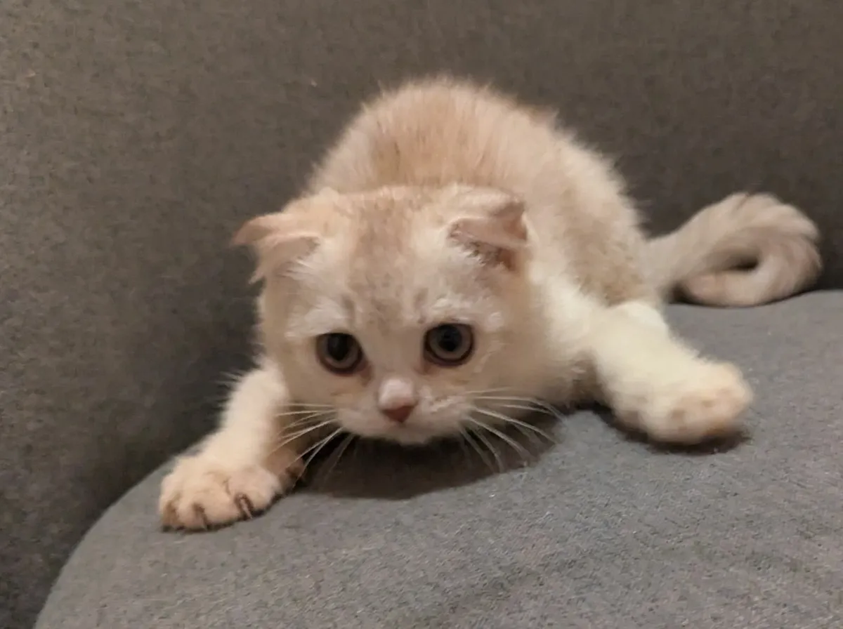Silver Scottish Fold Short Hair kitten - Image 1
