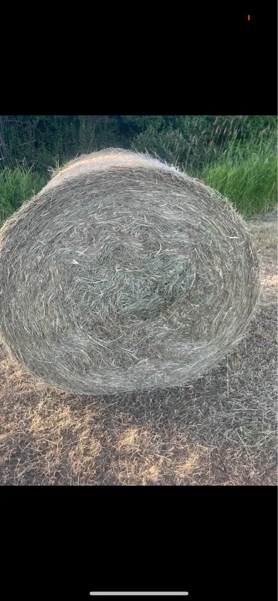 Hay for sale - Image 1