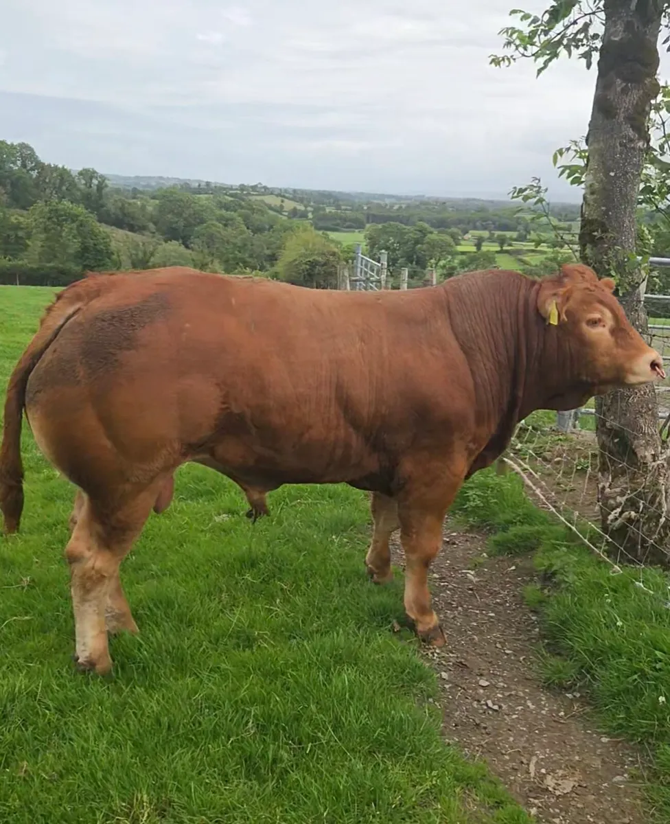 Limousine Bull - Image 1