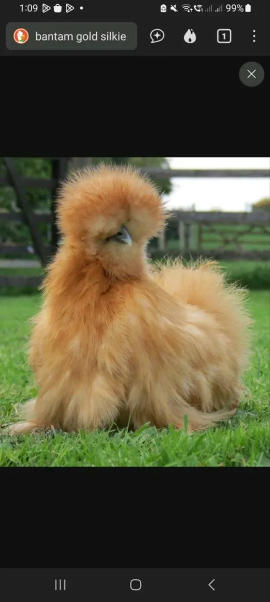 Looking for gold bantam silkie eggs