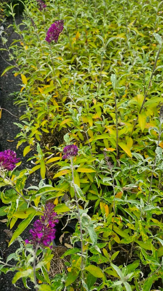 Butterfly Bushes 2euros - Image 2