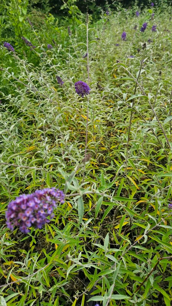 Butterfly Bushes 2euros - Image 3