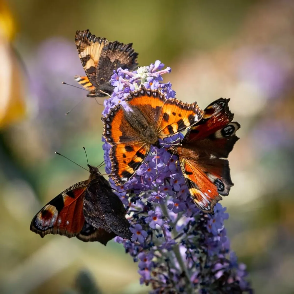Butterfly Bushes 2euros - Image 1