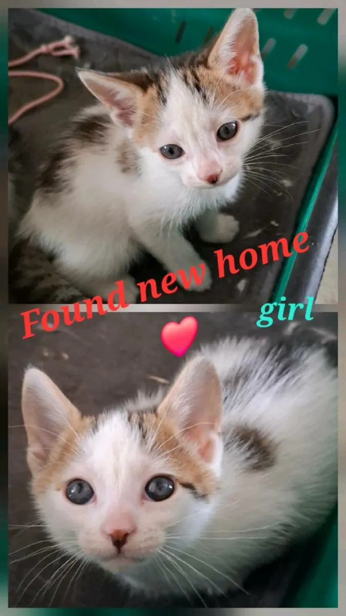 Kittens - ONLY 2 LEFT - Image 3