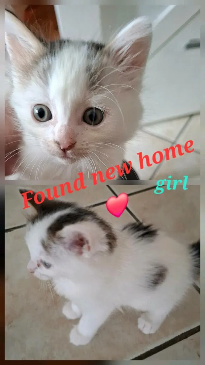 Kittens - ONLY 2 LEFT - Image 4