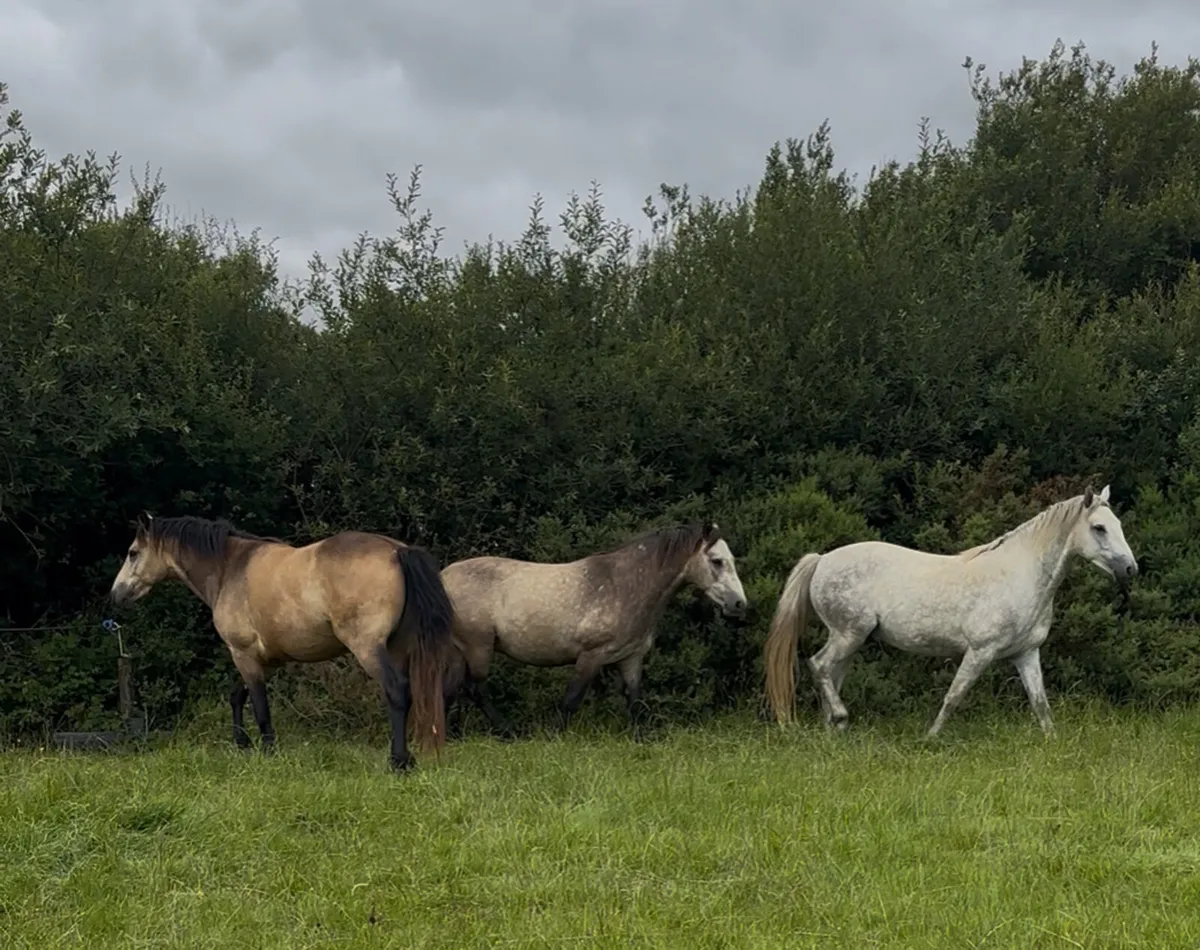 3 3yr old Connemara Geldings - Image 1