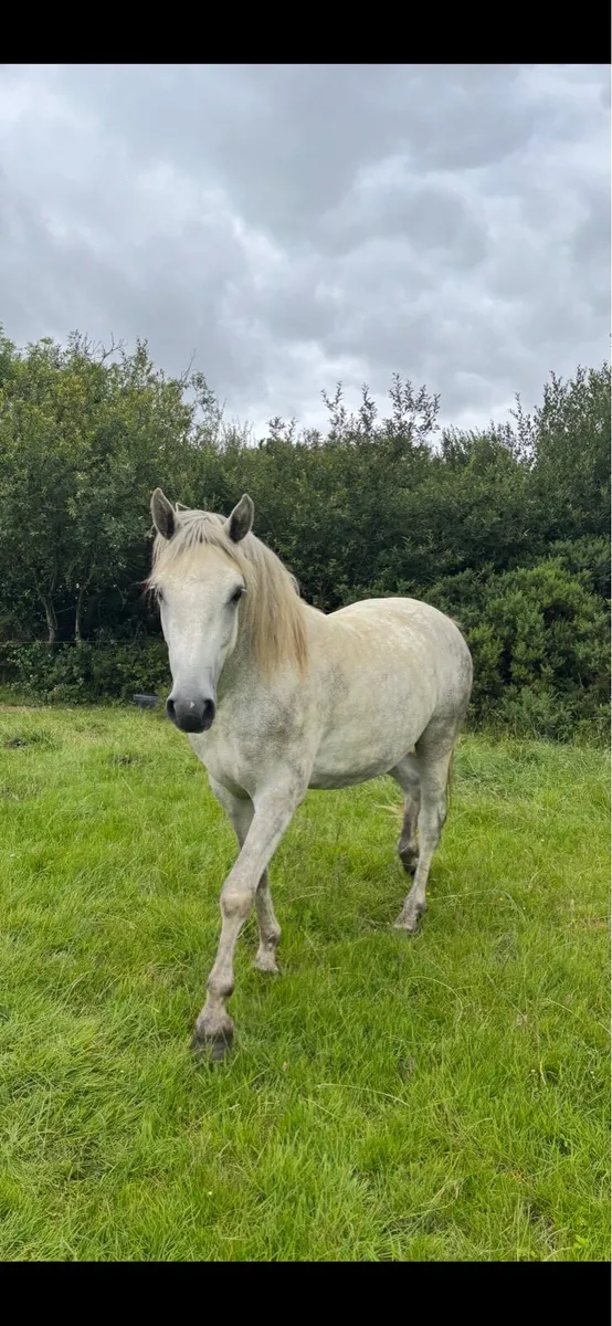 3 3yr old Connemara Geldings - Image 2