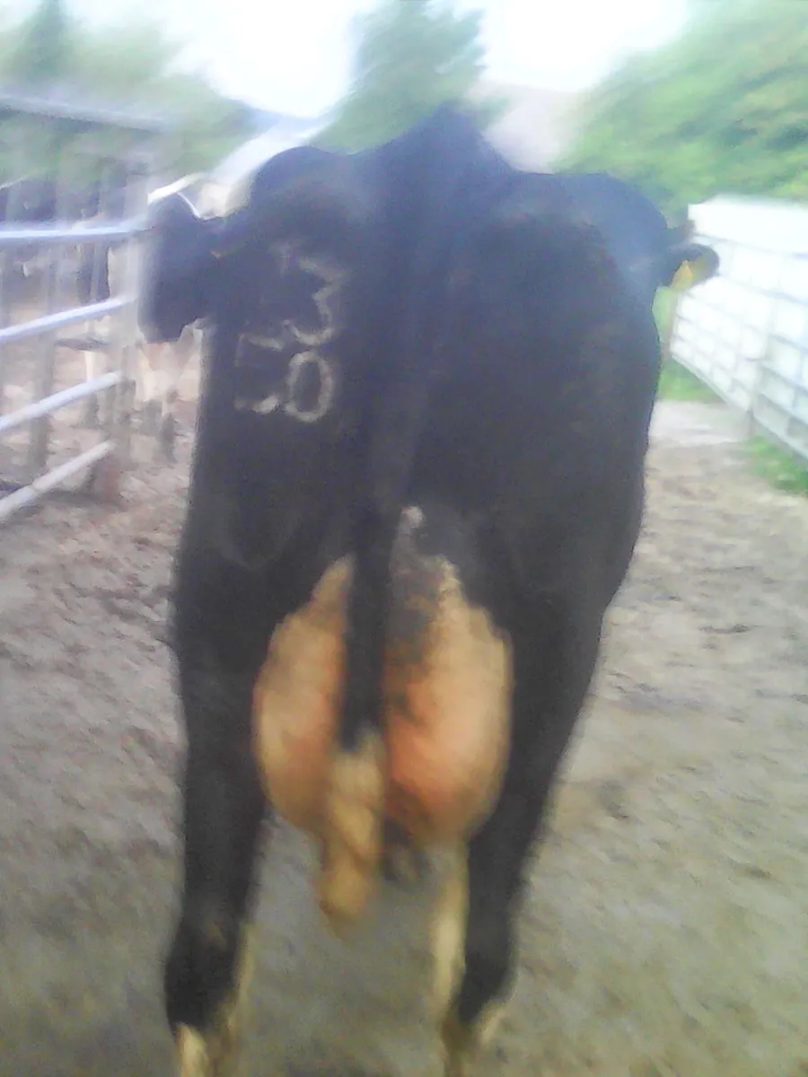 Cow - Image 1