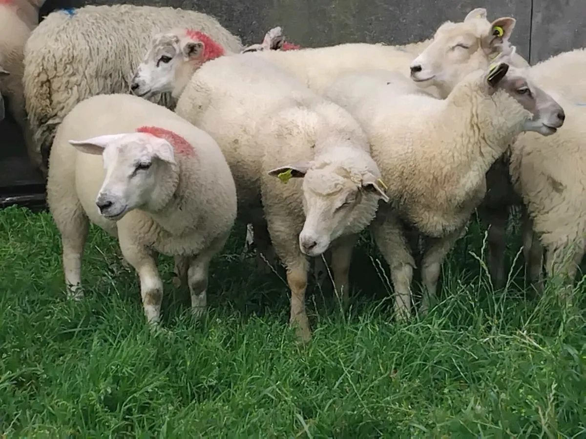 20 Charolais Ewe Lamb's - Image 1