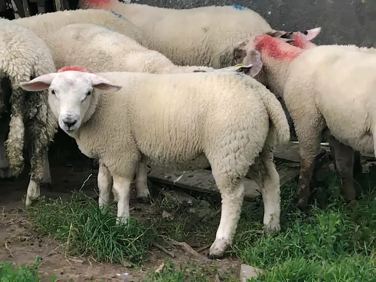 20 Charolais Ewe Lamb's - Image 2