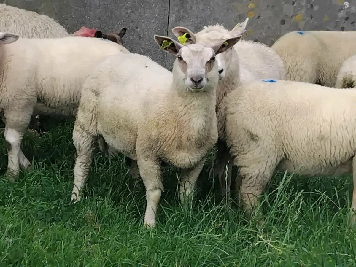 20 Charolais Ewe Lamb's - Image 3