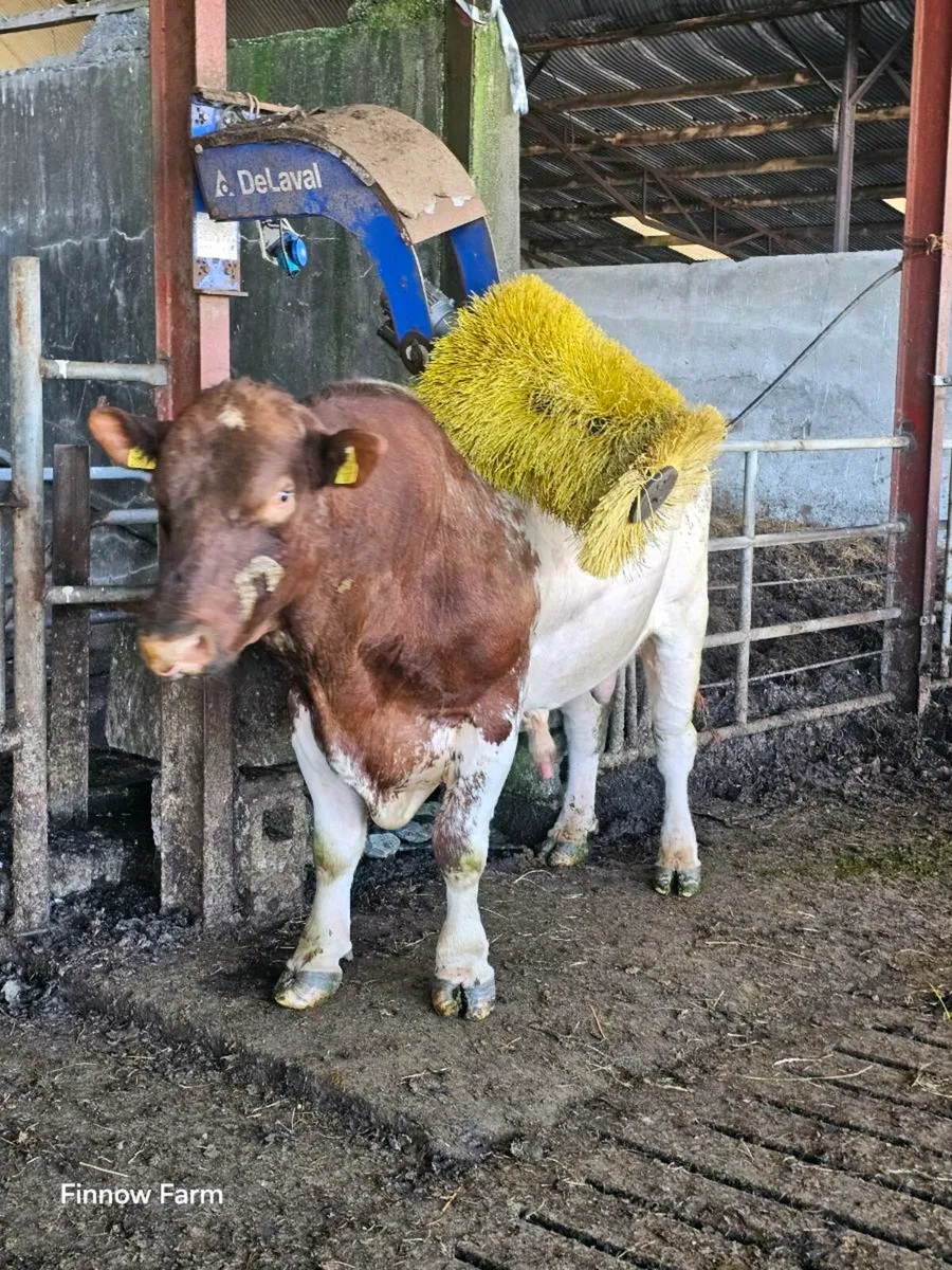 Shorthorn bull - Image 1