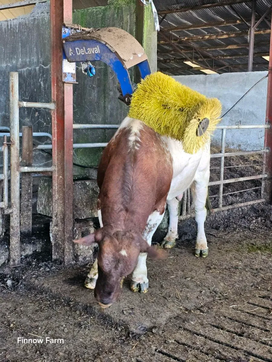 Shorthorn bull - Image 2