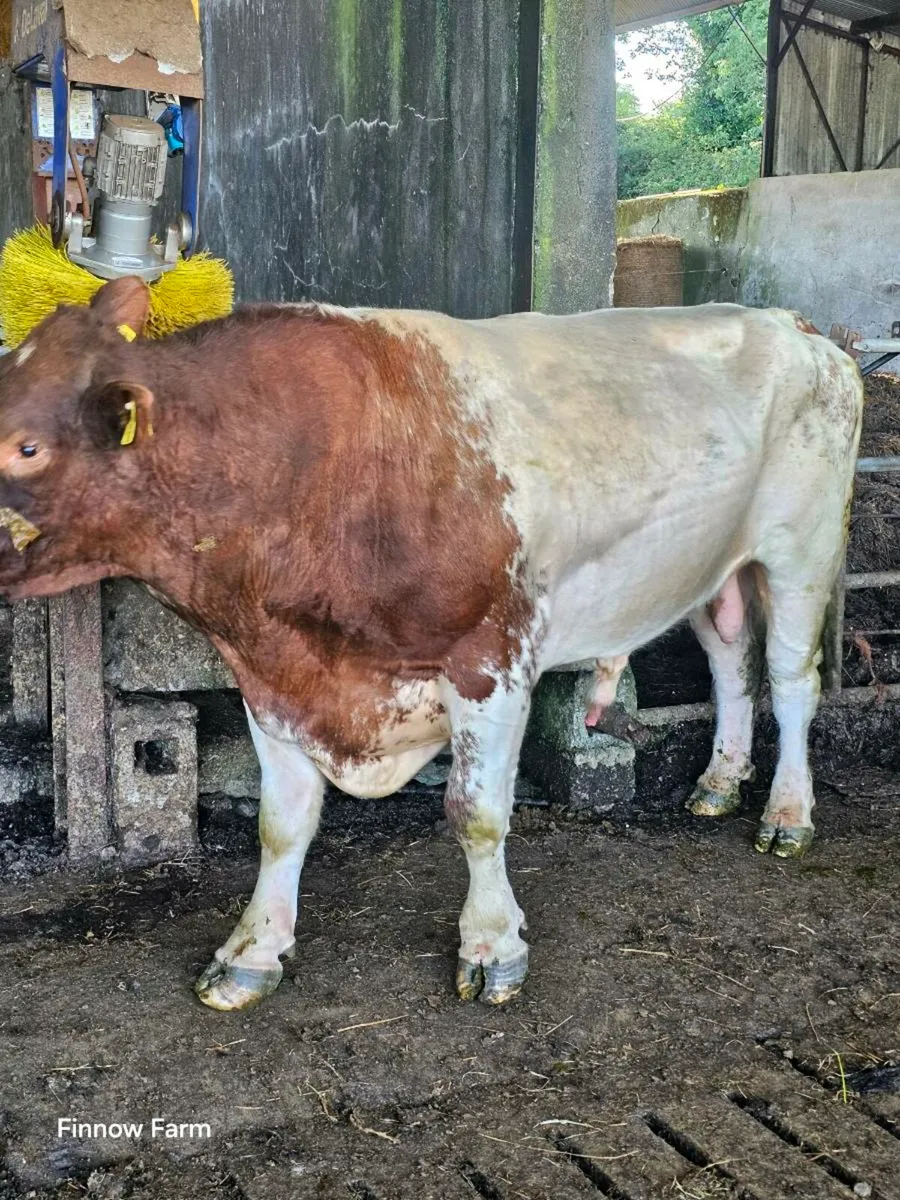 Shorthorn bull - Image 3