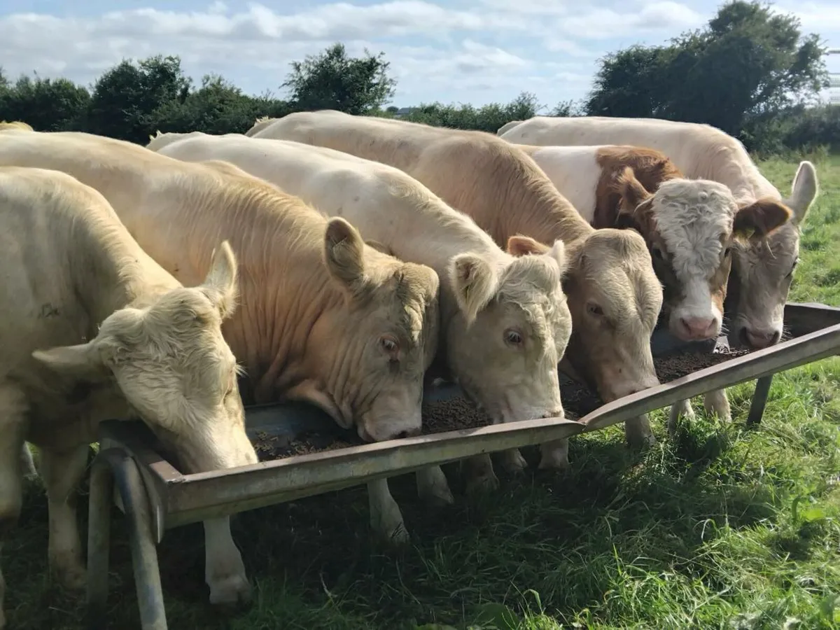 6 Super Quality Charolais Bulls - Image 2