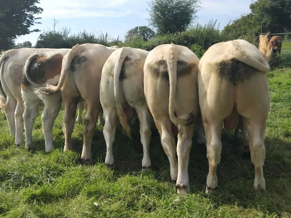 6 Super Quality Charolais Bulls - Image 3