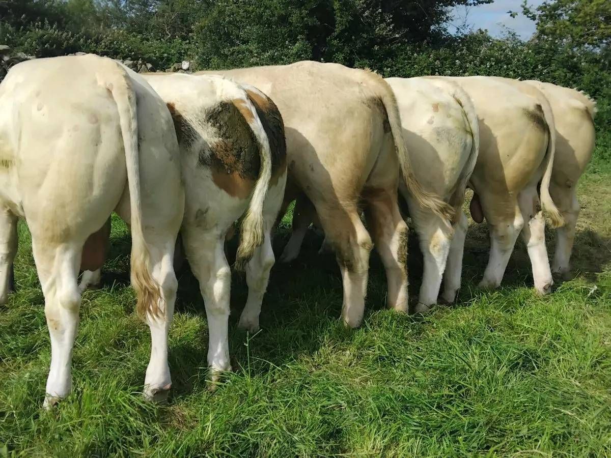 6 Super Quality Charolais Bulls - Image 1