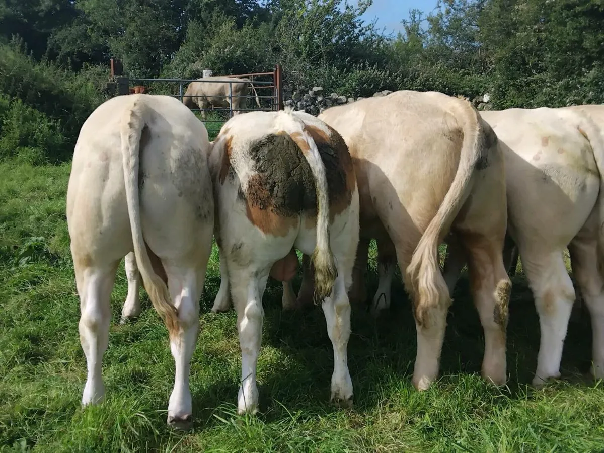 6 Super Quality Charolais Bulls - Image 4