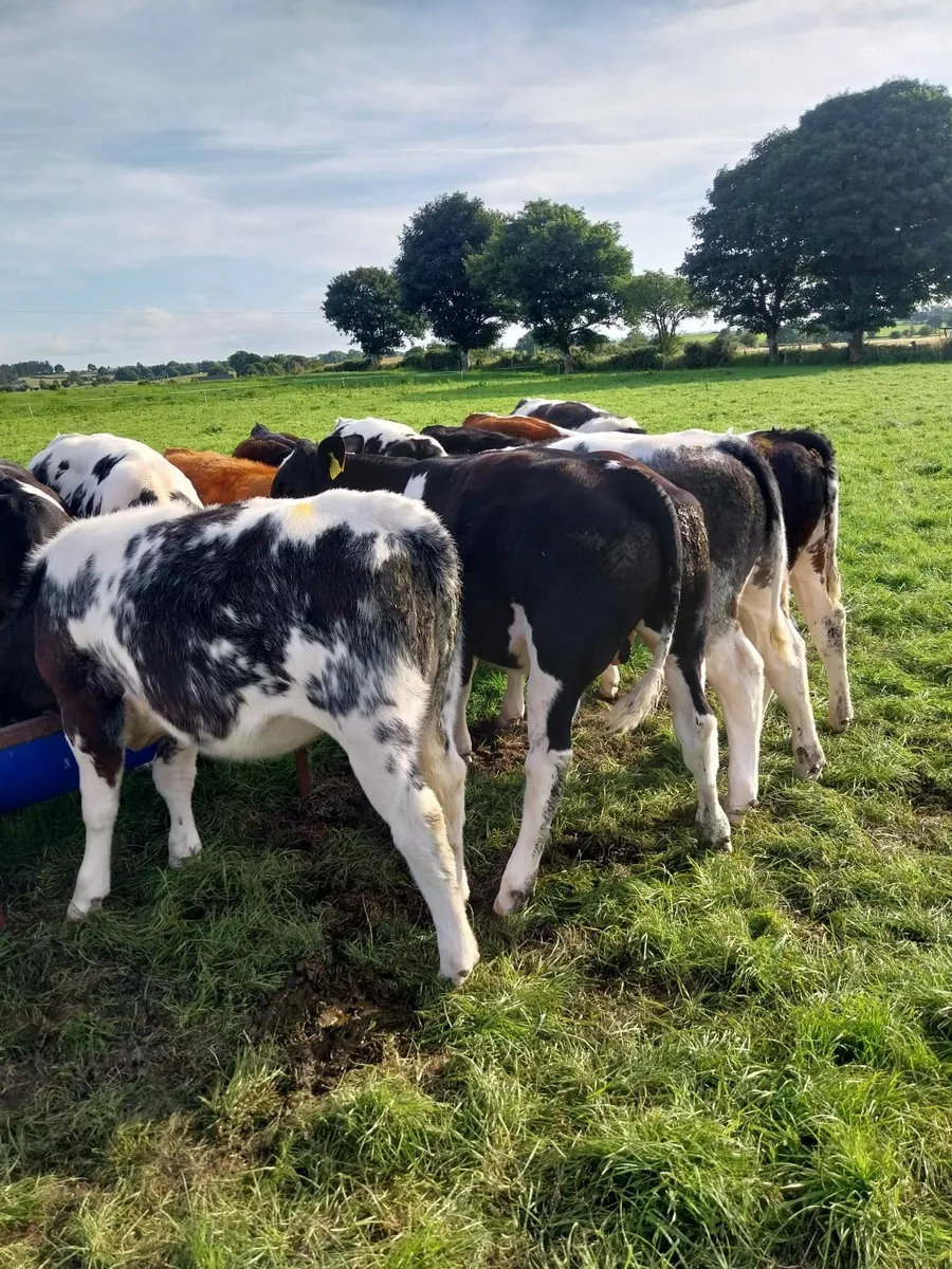 Reared Calfs - Image 1